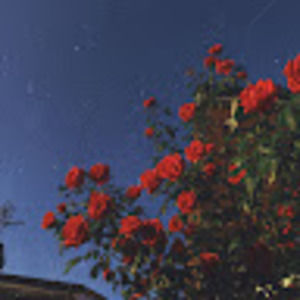 Meet your Posher, Amelia